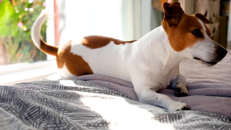 cute jack russell terrier lies on edge of bed wagging its tail