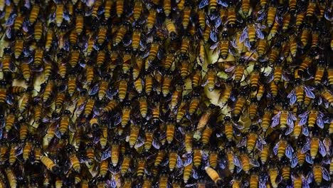 Se-Sabe-Que-Las-Abejas-Melíferas-Gigantes-Construyen-Grandes-Colonias-De-Nidos-Con-Bolsillos-Simétricos-Hechos-De-Cera-Para-Almacenar-Miel-Como-Fuente-De-Alimento.