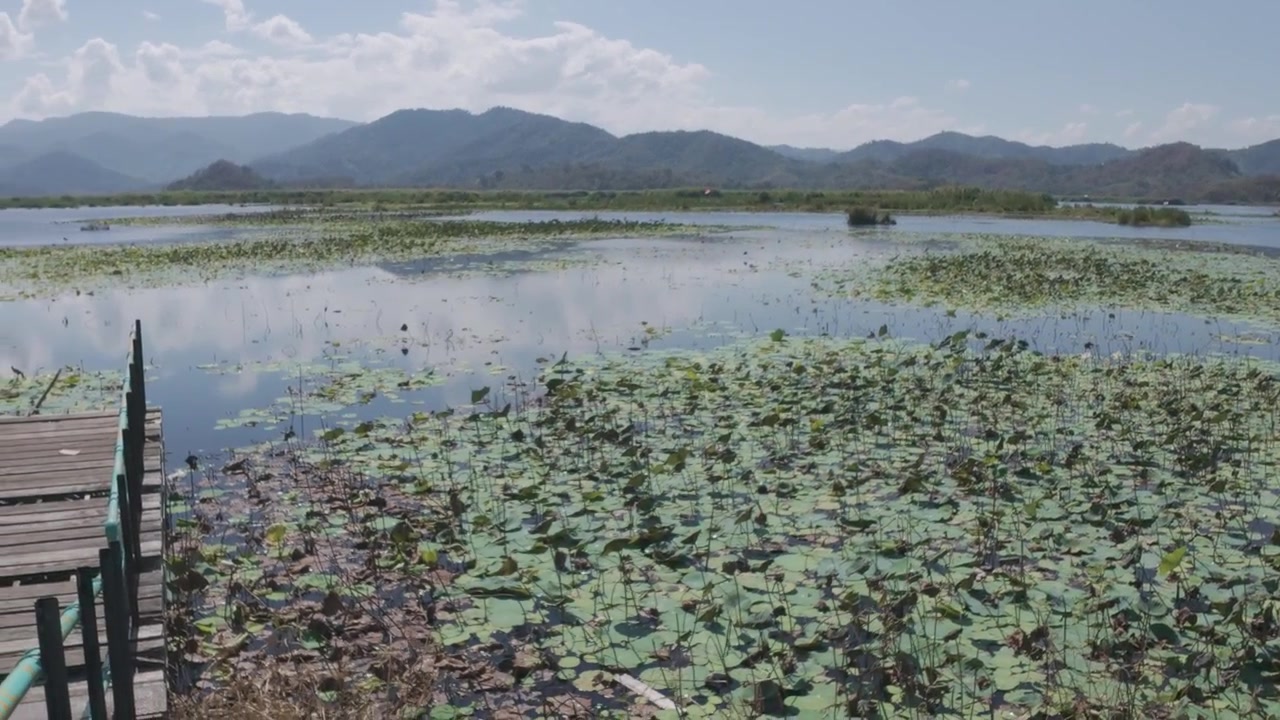 Scenic View of Lotus Pond with Wooden Pier and Mountains