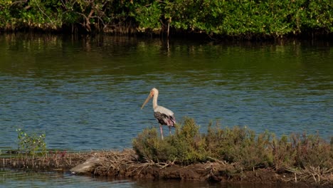 moviéndose hacia la derecha y regresando hacia la izquierda mientras busca algo, cigüeña pintada mycteria leucocephala, tailandia