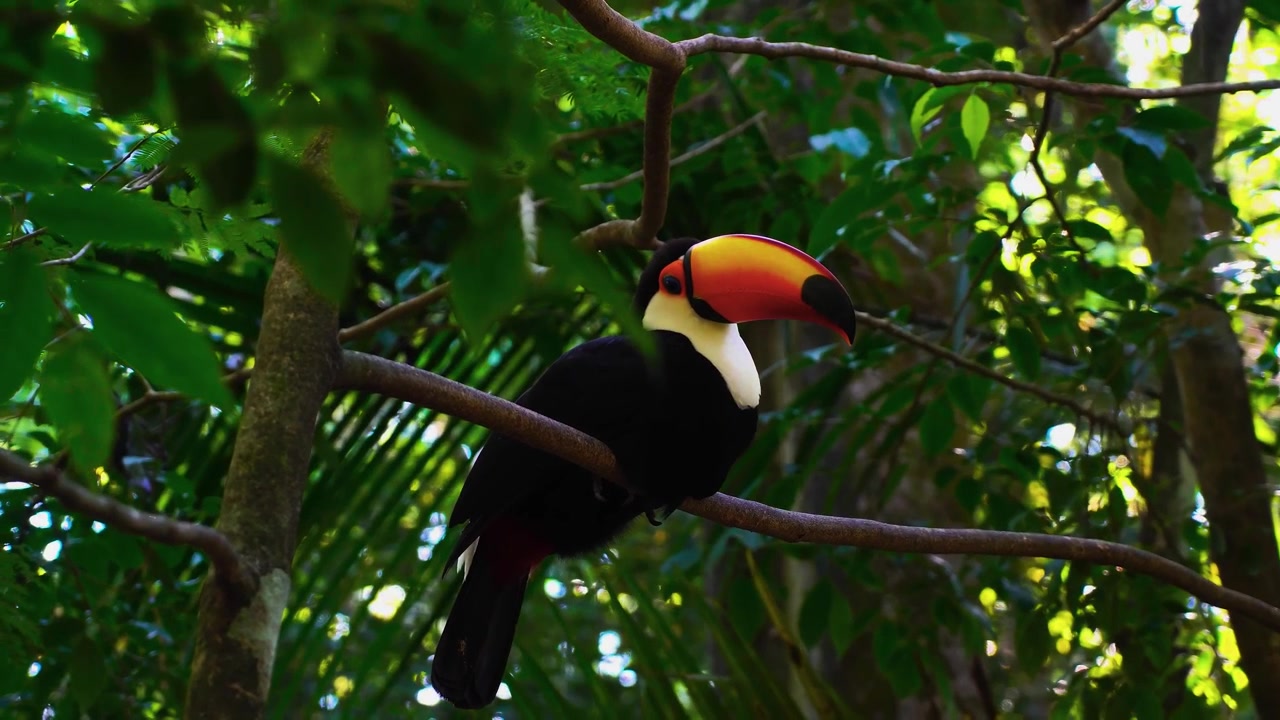 Uma deslumbrante tomada cinematográfica ao nível dos olhos capturando um magnífico tucano-toco empoleirado calmamente em um galho de árvore coberto de musgo, completamente cercado por uma densa e vibrante copa verde da selva