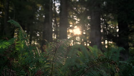 ferns in dense tree forest backlit sunlight during summer