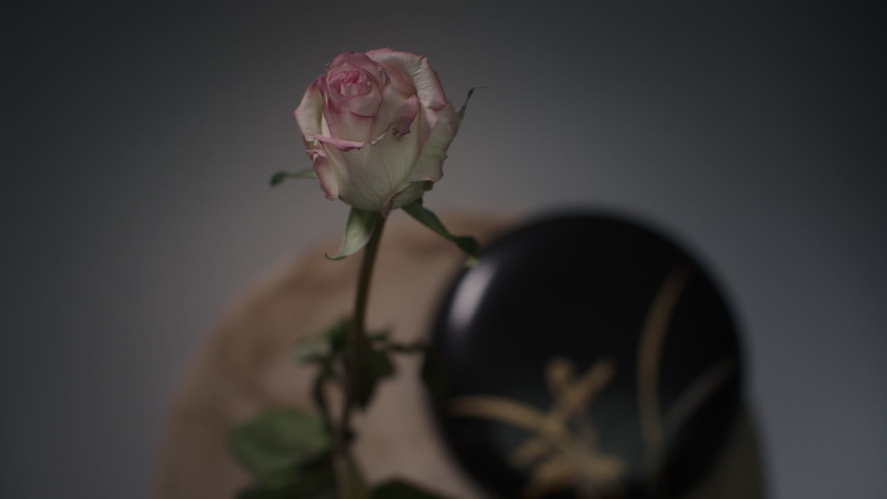 A single rose withers in a vase timelapse