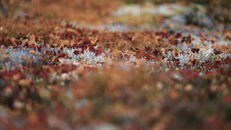 a close-up of the colorful moss and lichen covering the ground in the norwegian tundra