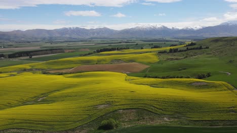 field of bright yellow canola flowers and snow capped mountain in the background