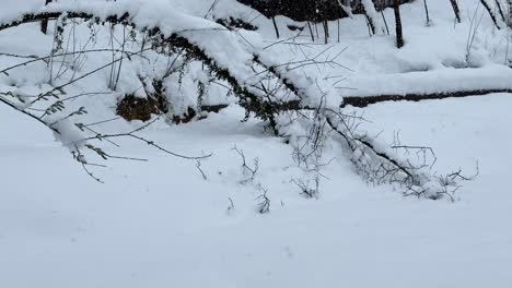 snowfall-in-forest-broken-tree-in-rural-village-countryside-heavy-snow-in-town-mountain-highland-hiking-in-winter-snow-Hyrcanian-forest-natural-landscape-wonderful-scenic-winter-landscape-middle-east