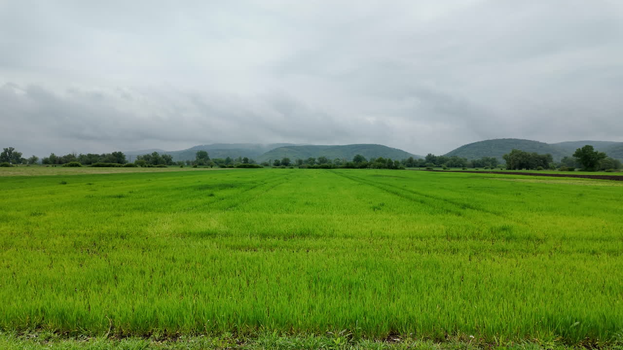 으로 향하는 카메라 움직임으로 울창한 메이 풍경