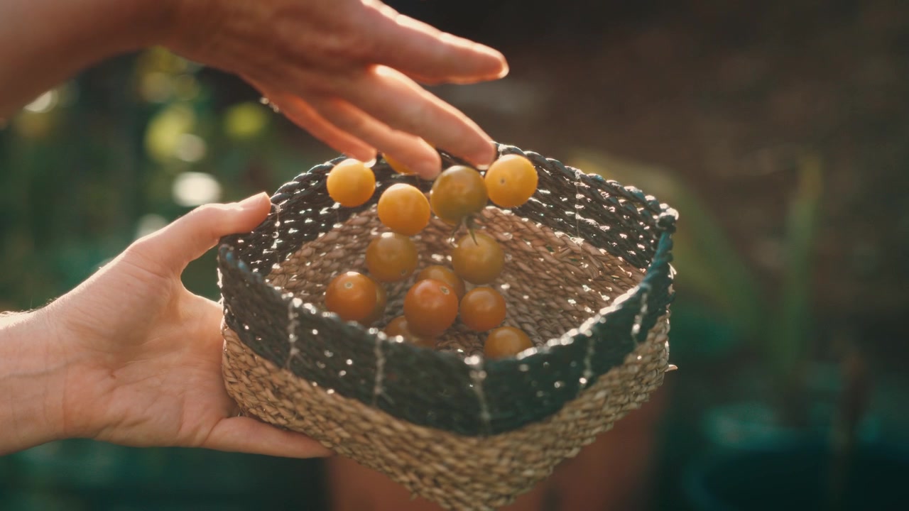 Mani lasciano cadere delicatamente pomodorini maturi in un cesto di erba marina intrecciata in un rigoglioso orto al tramonto, raccolto casalingo, giardinaggio biologico, alimentazione sana