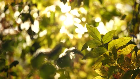 hermoso paisaje soleado de otoño. vista de cerca de las ramas de los árboles con hojas verdes y amarillas coloridas en primer plano aisladas en un fondo natural borroso con luz solar transparente.