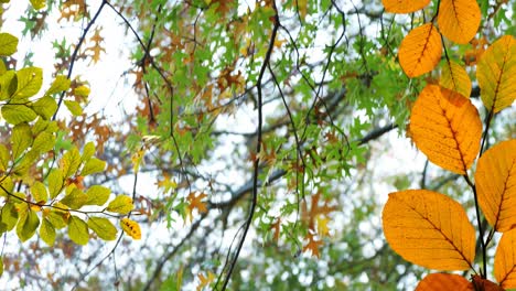 animation of autumn leaves and branches against low angle view of trees and sky