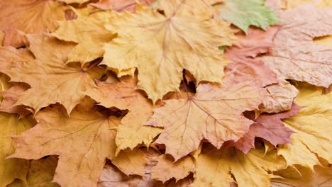 fondo de hilado de marco completo de hojas de arce amarillas secas de otoño, en bucle