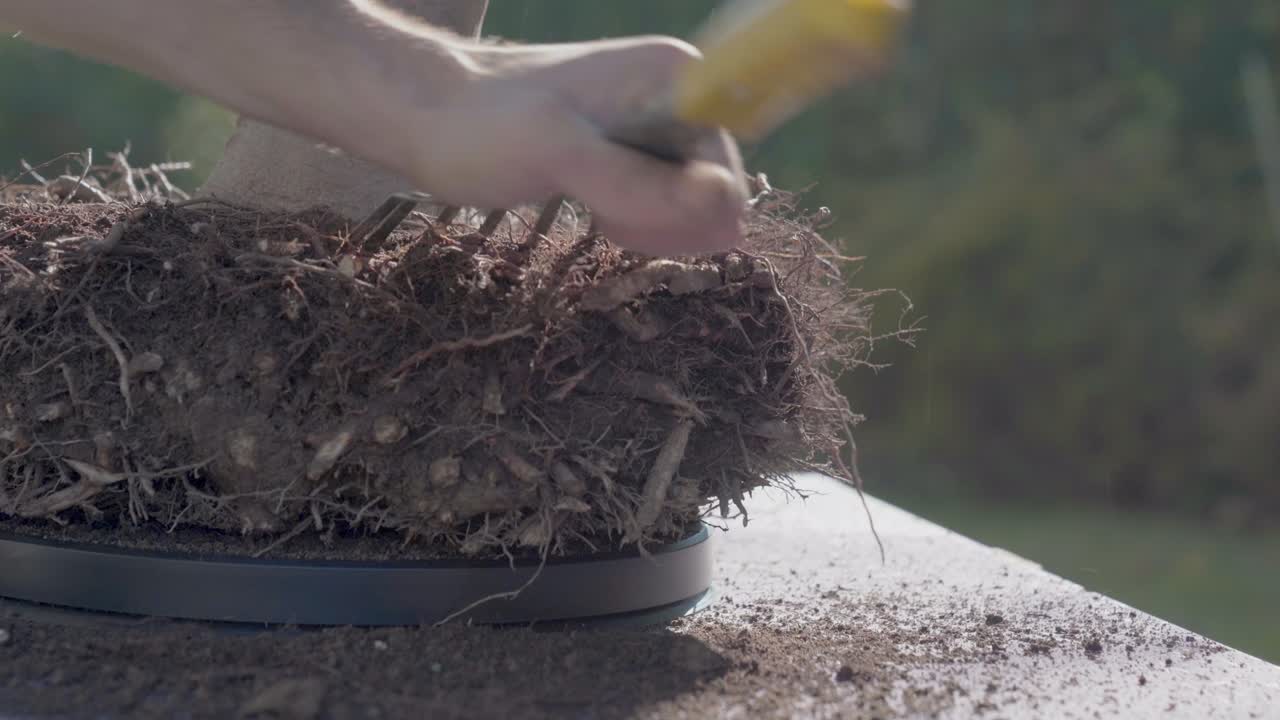 concepto de jardín en el hogar. cuidado de bonsai, de cerca en las manos trabajando raíces, poda y trasplante de árbol de haya usando herramientas de bonsai