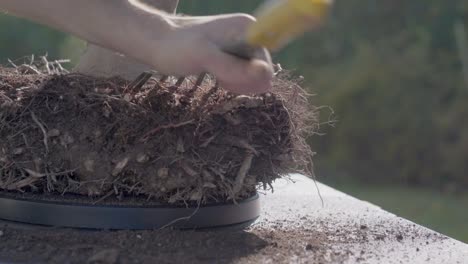concepto de jardín en el hogar. cuidado de bonsai, de cerca en las manos trabajando raíces, poda y trasplante de árbol de haya usando herramientas de bonsai