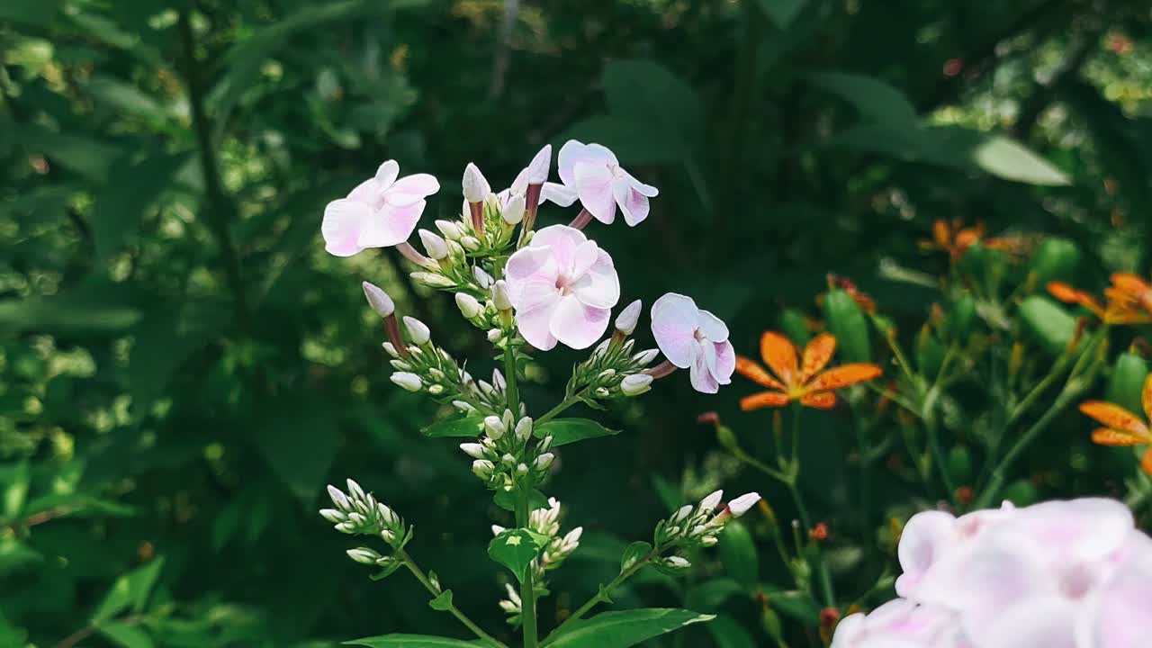정원에서 섬세한 분홍색 플로크스가 꽃을 피운다