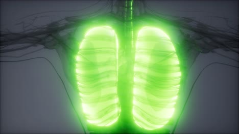 examen radiológico de los pulmones humanos