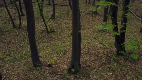 Walking-on-a-Trail-forest