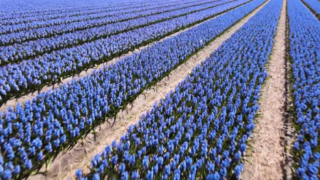 close up aerial fly over backwards agricultural dutch fields with purple hyacinth flowers