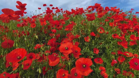 amapolas rojas silvestres temporada de primavera cielo azul deslizamiento suave