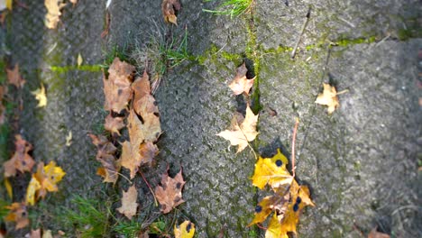 Disparo-Vertical-De-Hojas-Caídas-En-La-Temporada-De-Otoño-En-El-Camino-Del-Parque,-Inclinado-Hacia-Arriba