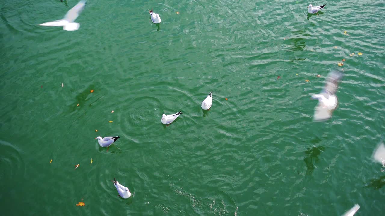 alimentando pájaros en ríos o lagos, una bandada de gaviotas peleando por comida, migas de pan