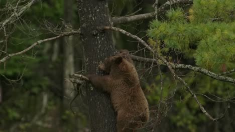 cinnamon bear cub climbs down tree