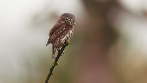 small owl perched on a branch