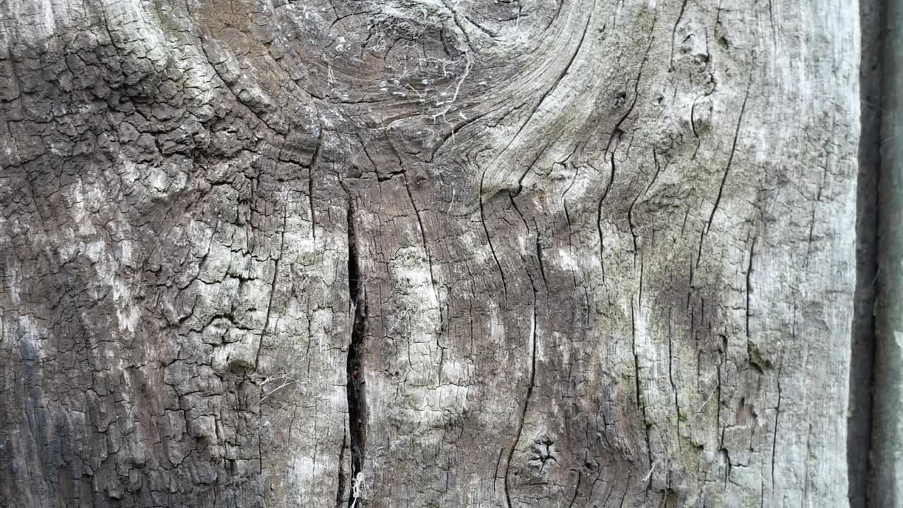 envejecido resistido grano de madera tablones texturizado viejo abandonado madera madera fondo dolly derecha