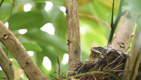 Rotbauchdrossel-Babyvogel,-Der-Sich-Im-Nest-Ausdehnt-Und-Wächst