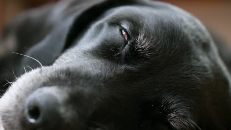 Enfoque-Cercano-Y-Estrecho-De-Los-Ojos-De-Un-Perro-Negro-Mayor-Mientras-Duerme-En-El-Suelo