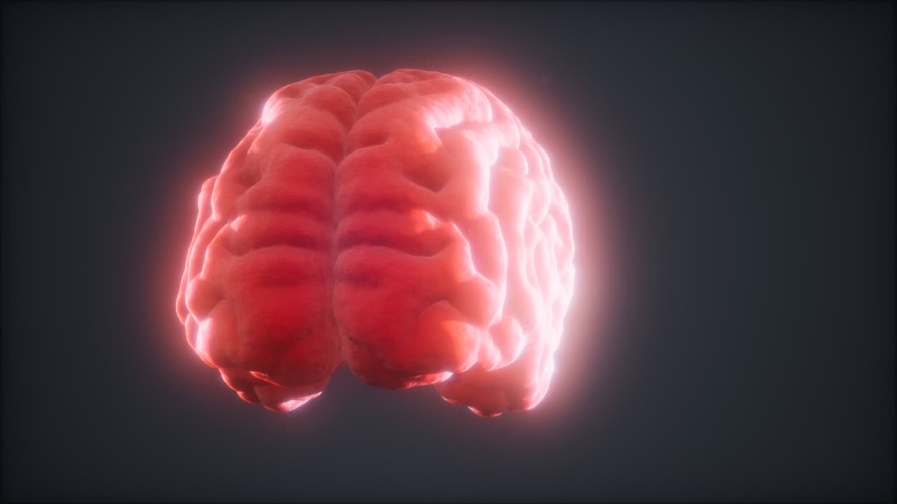Loop Rotating Human Brain Animation
