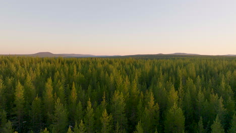 Flying-Over-Spruce-Forest-At-Midnight-In-Lapland,-Sweden