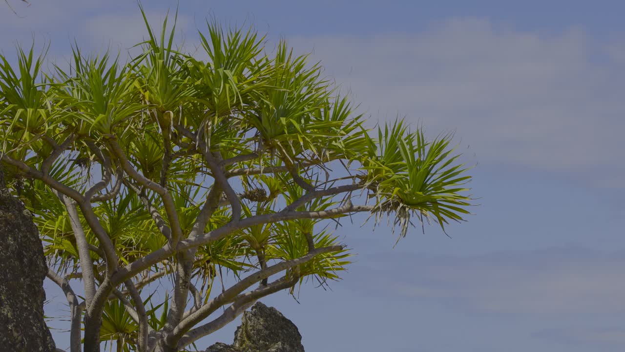 푸른 하늘을 배경으로 나무 가지