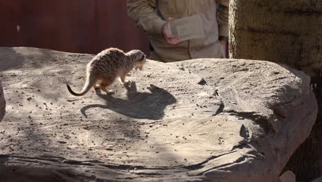 meerkat foraging and eating on a rock