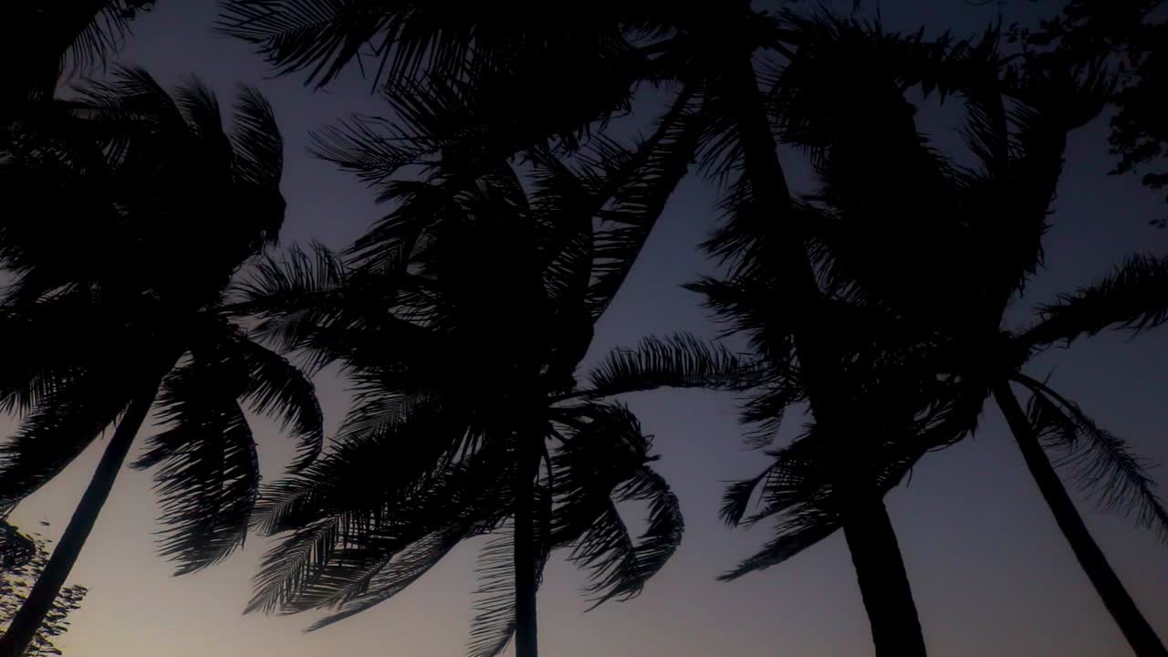 Palm trees in the wind, St. Martin's Island, Bangladesh, low angle wide shot
