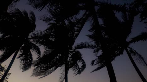 palm trees in the wind, st. martin's island, bangladesh, low angle wide shot