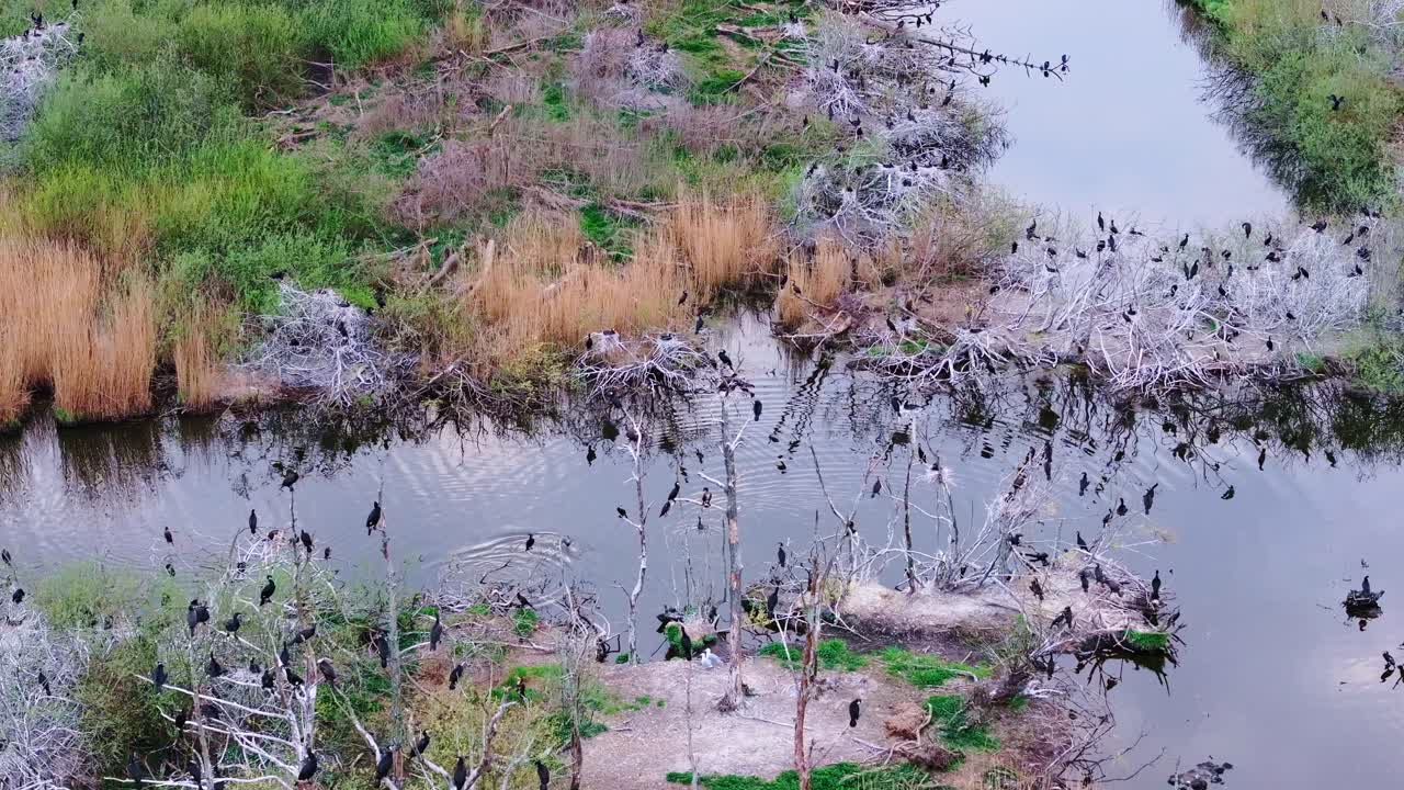 Wild cormorants perched on branches surrounded by green reeds and shallow water