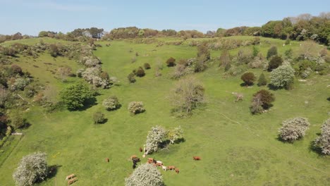 Panorámica-De-La-Vista-Aérea-Del-Valle-Con-Un-Rebaño-De-Ganado-En-Un-Pasto-Verde-Y-árboles-En-Flor-Y-Cielo-Azul-En-Verano