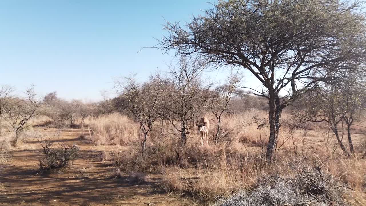 antílope hembra kudu comiendo de las ramas de los árboles granja de juegos africanos