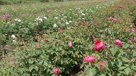 breeding farm for roses. breeding roses