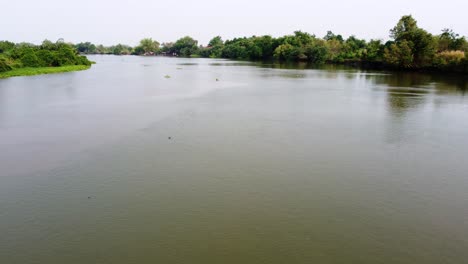 the flying environment plants the greenery forest and riverside