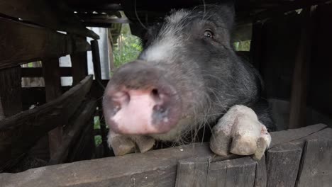 Cerdito-Asomándose-Por-La-Puerta-Del-Granero