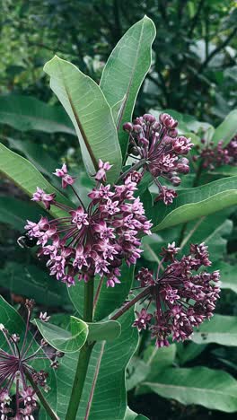 purple milkweed flowers and leaves