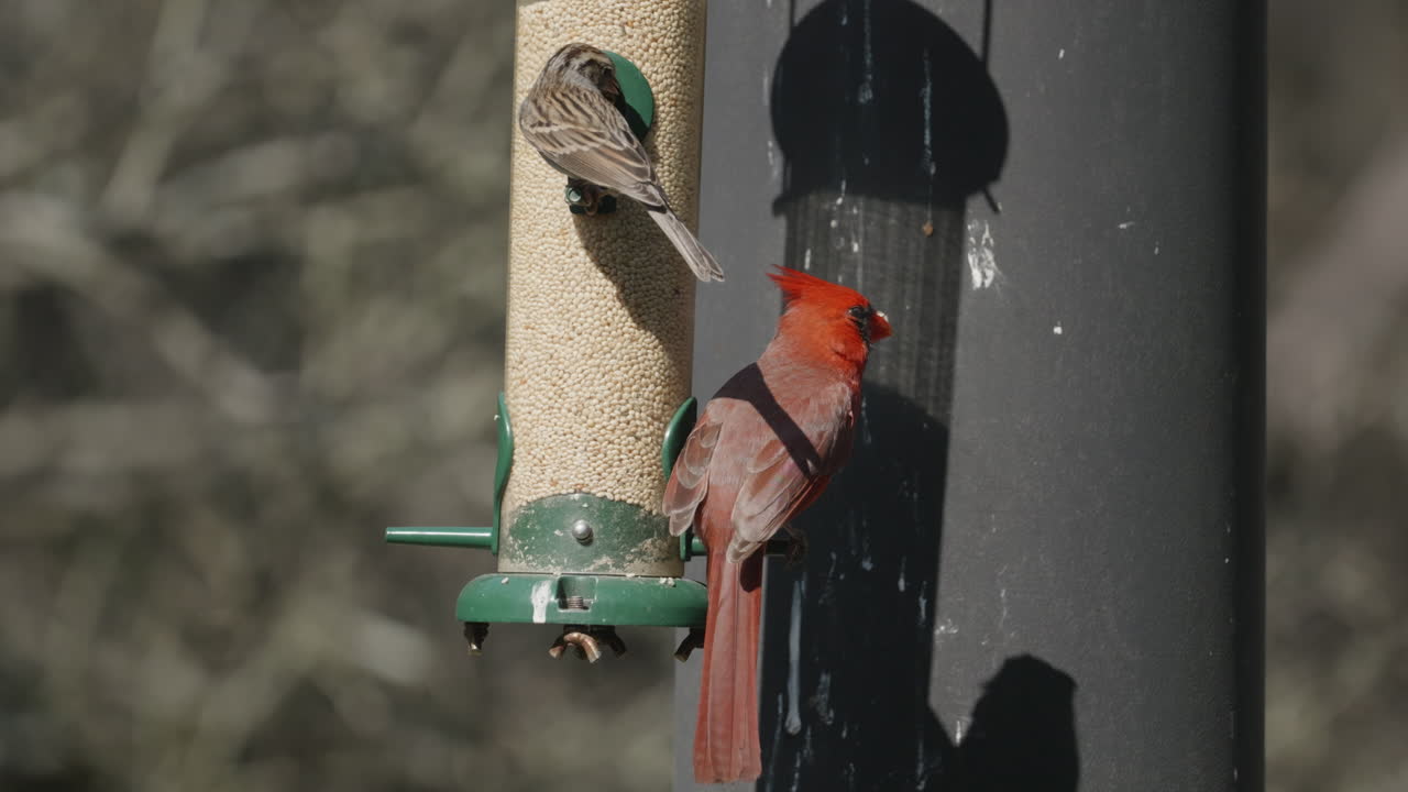 Northern Cardinal perched on a bird feeder with Sparrow and flying away - Cardinalis Cardinalis