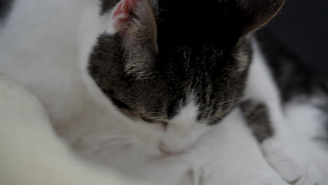 cute white cat cleaning herself licking fur in the morning inside,macro close up in prores quality