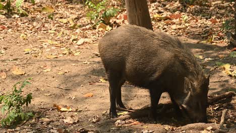 Wild-Boar,-Sus-Scrofa,-4K-footage,-Huai-Kha-Kaeng-Wildlife-Sanctuary,-Thailand