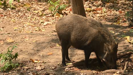 Jabalí,-Sus-Scrofa,-Material-De-Archivo-4k,-Santuario-De-Vida-Silvestre-Huai-Kha-Kaeng,-Tailandia