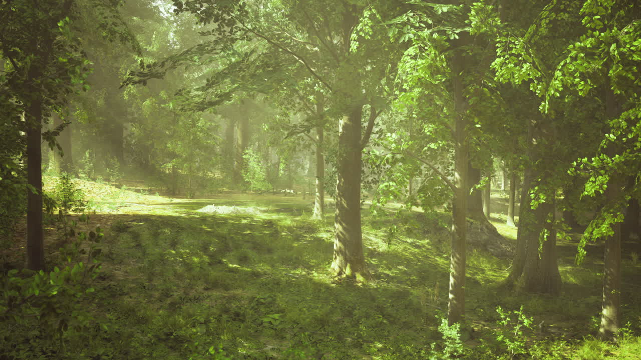 Serene forest landscape bathed in soft morning light during spring season