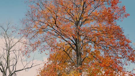 large trees with red and yellow leaves in front of the blue sky during the autumn and fall season