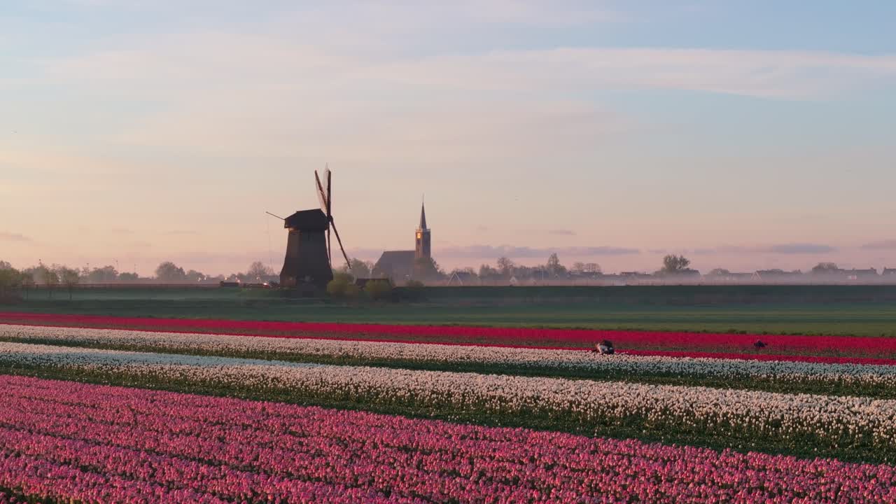 Luftfoto av morgendis i soloppgang over tulipaner og vindmølle på landsbygda i Holland