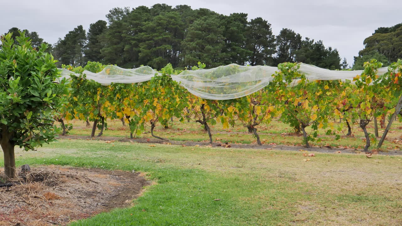 panorámica lenta a través de un viñedo en una impresionante bodega